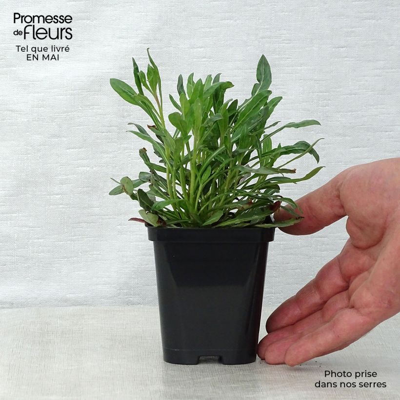 Exemplaar van Gaura lindheimeri Wit - Prachtkaars Kweekpotje van 7/8 cm zoals geleverd in de lente