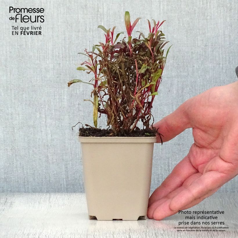 Example of Gaura lindheimeri Blaze - Prachtkaars Kweekpotje van 8/9 cm as you get in hiver