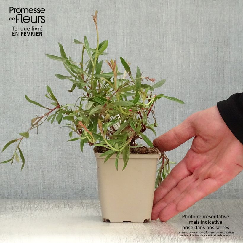 Example of Gaura lindheimeri Cherry Brandy - Prachtkaars Kweekpotje van 8/9 cm as you get in hiver