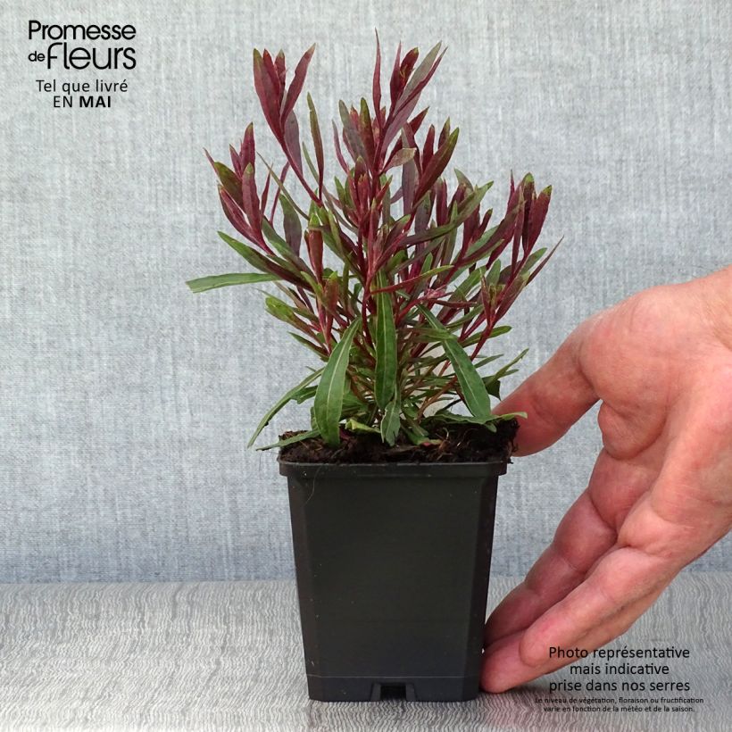 Exemplaar van Gaura lindheimeri Cherry Brandy - Prachtkaars Kweekpotje van 8/9 cm zoals geleverd in de lente