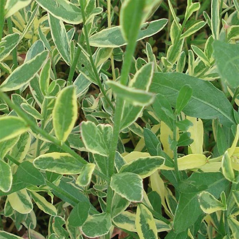 Gaura lindheimeri Corries Gold - Prachtkaars (Foliage)