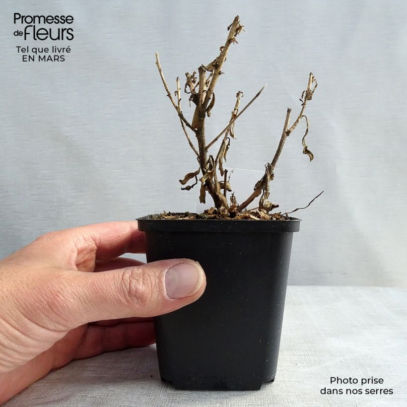 Exemplaar van Gaura lindheimeri Corries Gold - Prachtkaars Kweekpotje van 8/9 cm zoals geleverd in de lente