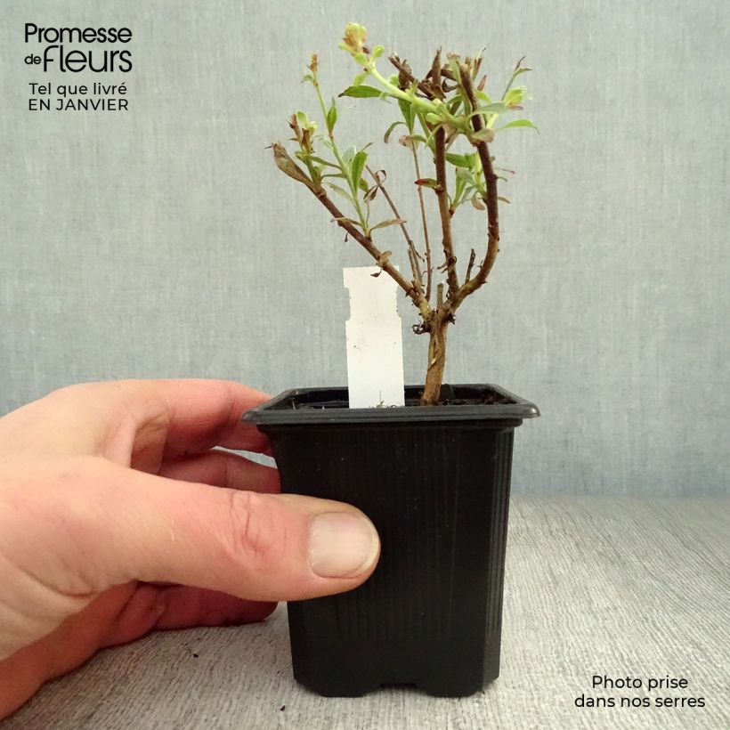 Example of Gaura lindheimeri Freefolk Rosy - Prachtkaars Kweekpotje van 8/9 cm as you get in hiver