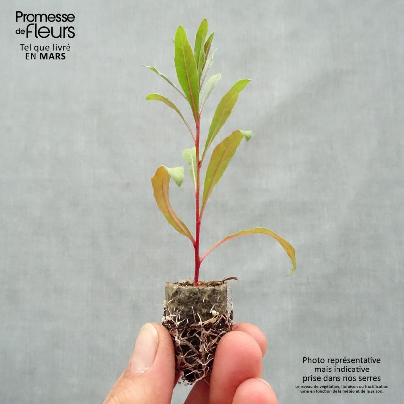 Exemplaar van Gaura lindheimeri Lillipop Pink - Prachtkaars Mini-mot Ø 1,5/2,5 cm zoals geleverd in de lente