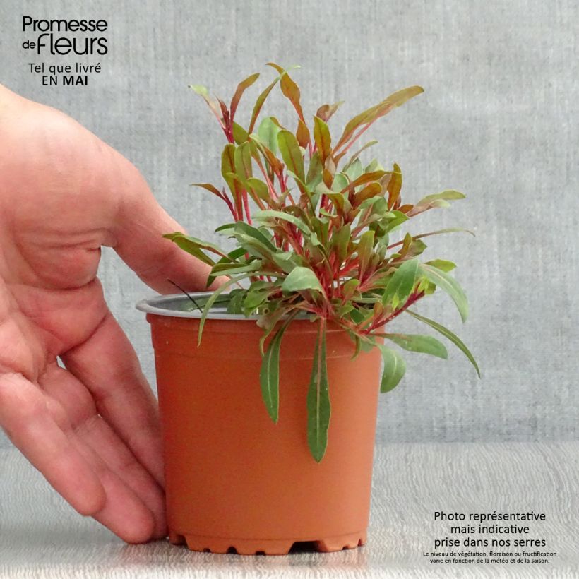 Exemplaar van Gaura lindheimeri Lillipop Pink - Prachtkaars Kweekpotje van 8/9 cm zoals geleverd in de lente