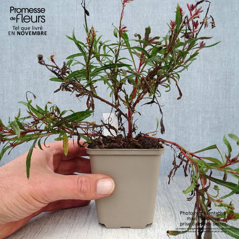 Exemplaar van Gaura lindheimeri Passionate Blush - Prachtkaars Kweekpotje van 8/9 cm zoals geleverd in de herfst