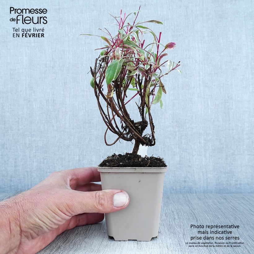 Exemplaar van Gaura lindheimeri Passionate Rainbow - Prachtkaars Kweekpotje van 8/9 cm zoals geleverd in de herfst
