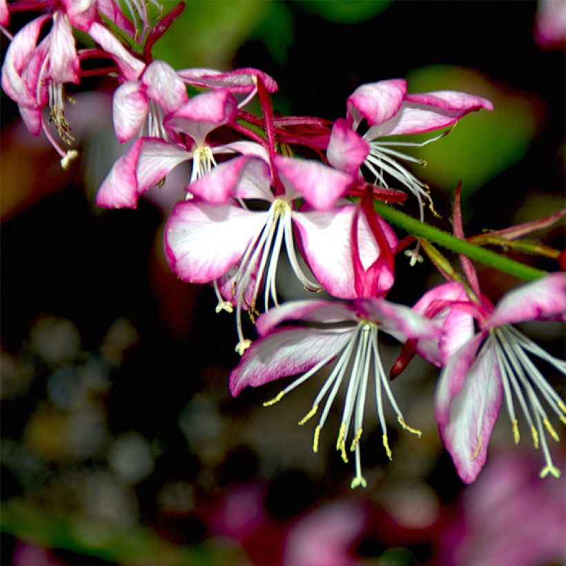 Gaura lindheimeri Rosy Jane - Prachtkaars (Flowering)