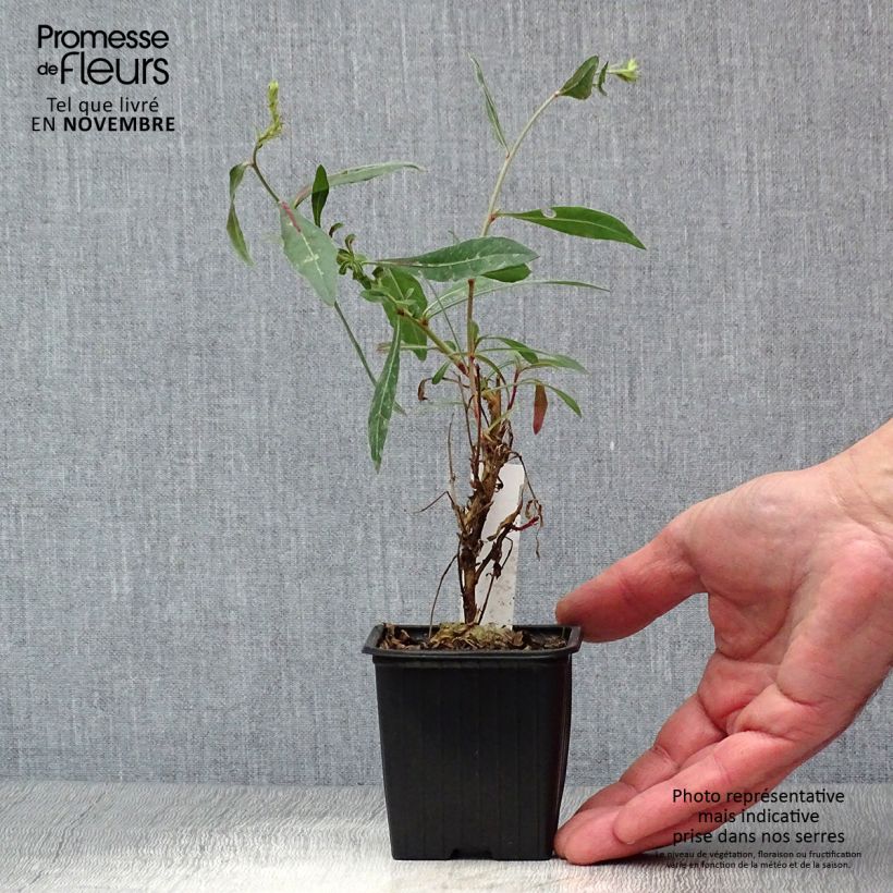 Exemplaar van Gaura lindheimeri Rosy Jane - Prachtkaars Kweekpotje van 8/9 cm zoals geleverd in de herfst