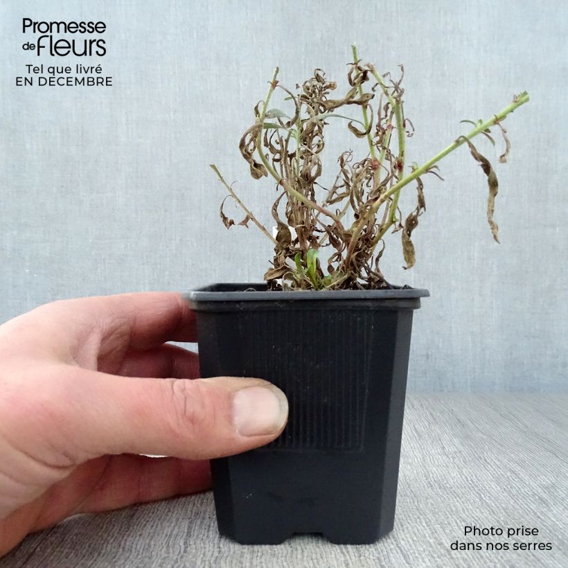 Example of Gaura lindheimeri Rosy Jane - Prachtkaars Kweekpotje van 8/9 cm as you get in hiver