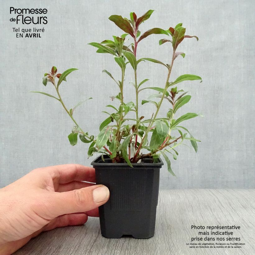 Exemplaar van Gaura lindheimeri Rosy Jane - Prachtkaars Kweekpotje van 8/9 cm zoals geleverd in de lente