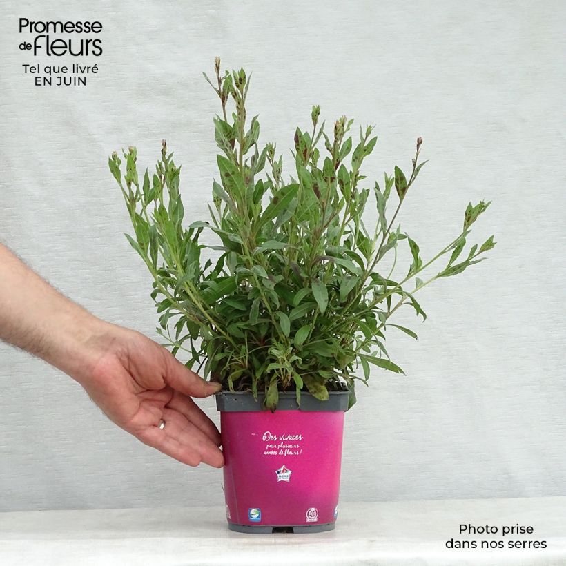 Exemplaar van Gaura lindheimeri Rosy Jane - Prachtkaars Pot van 2 l/3 l zoals geleverd in de zomer