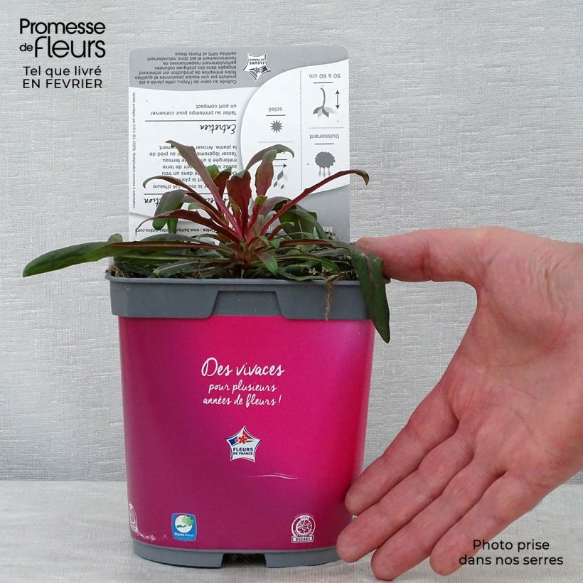 Example of Gaura lindheimeri Rosy Jane - Prachtkaars Pot van 2 l/3 l as you get in hiver