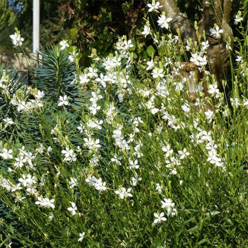 Gaura lindheimeri Snowbird - Prachtkaars (Plant habit)