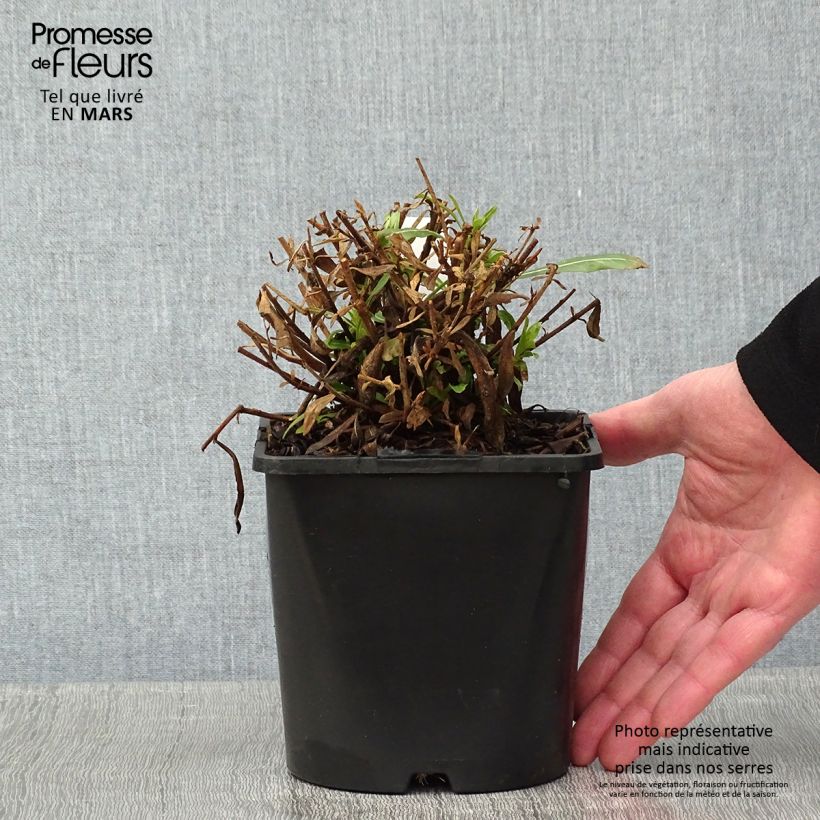 Example of Gaura lindheimeri Snowbird - Prachtkaars Pot van 2 l/3 l as you get in hiver