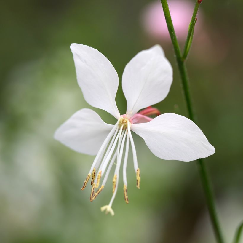 Gaura lindheimeri Steffi Wit - Prachtkaars (Flowering)