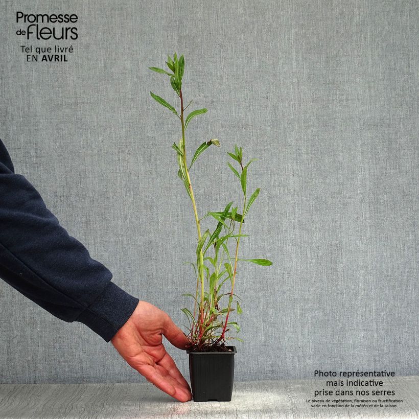 Exemplaar van Gaura lindheimeri Summer Breeze - Prachtkaars Kweekpotje van 8/9 cm zoals geleverd in de lente