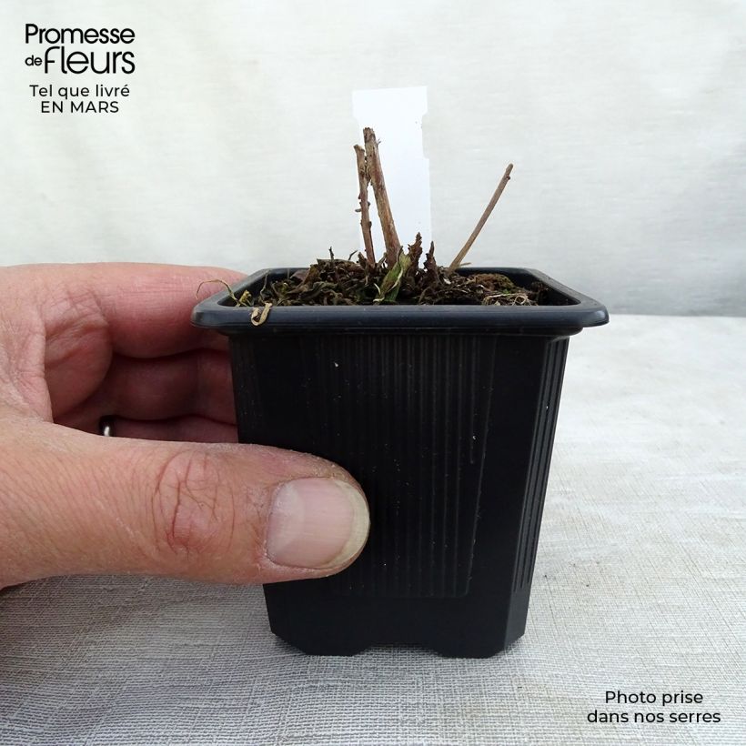 Example of Gaura lindheimeri Summer Breeze - Prachtkaars Kweekpotje van 8/9 cm as you get in hiver