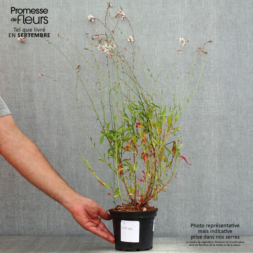 Exemplaar van Gaura lindheimeri Summer Breeze - Prachtkaars Pot van 2 l/3 l zoals geleverd in de zomer