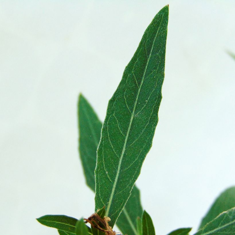 Gaura lindheimeri Whirling Butterflies - Prachtkaars (Foliage)