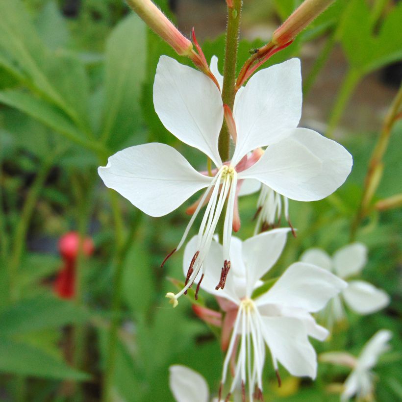 Gaura lindheimeri Whirling Butterflies - Prachtkaars (Flowering)