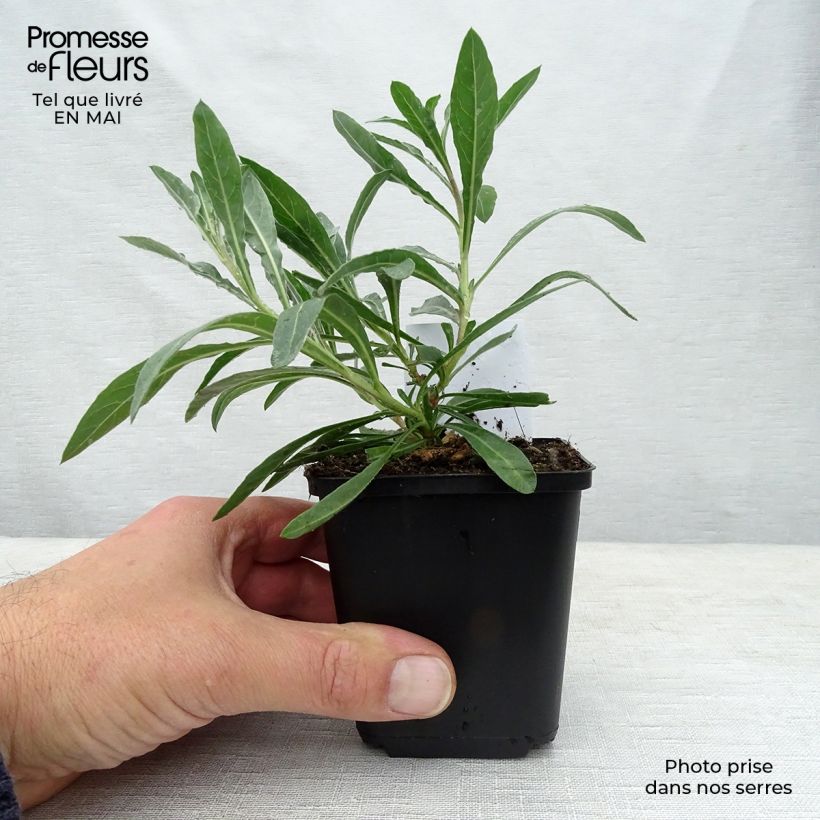 Exemplaar van Gaura lindheimeri Whirling Butterflies - Prachtkaars Kweekpotje van 8/9 cm zoals geleverd in de lente