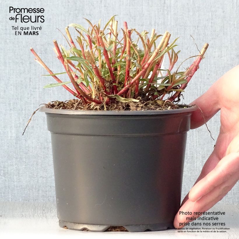 Exemplaar van Gaura lindheimeri Whirling Butterflies - Prachtkaars Pot van 2 l/3 l zoals geleverd in de lente