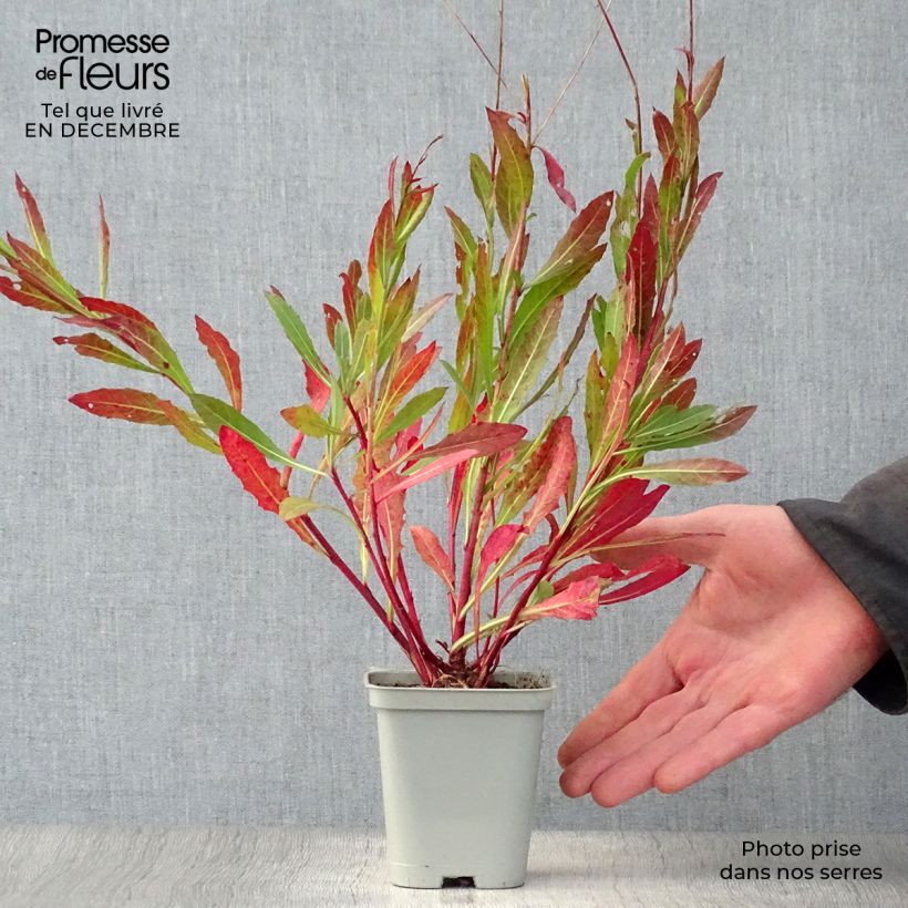 Example of Gaura lindheimeri Snowstorm - Prachtkaars Kweekpotje van 8/9 cm as you get in hiver