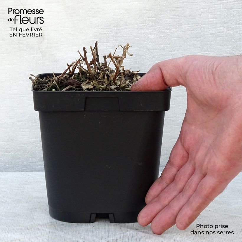 Example of Gaura lindheimeri Snowstorm - Prachtkaars Pot van 2 l/3 l as you get in hiver