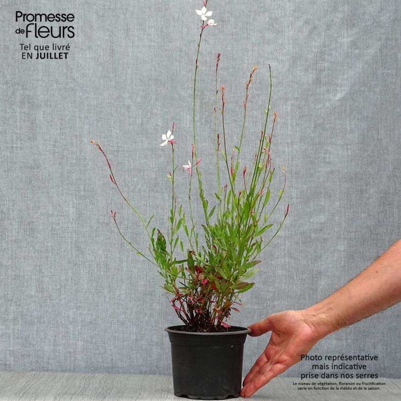 Exemplaar van Gaura lindheimeri Snowstorm - Prachtkaars Pot van 2 l/3 l zoals geleverd in de zomer