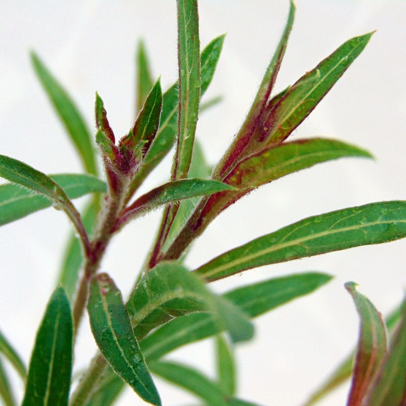 Gaura lindheimeri Siskiyou Pink - Prachtkaars (Foliage)