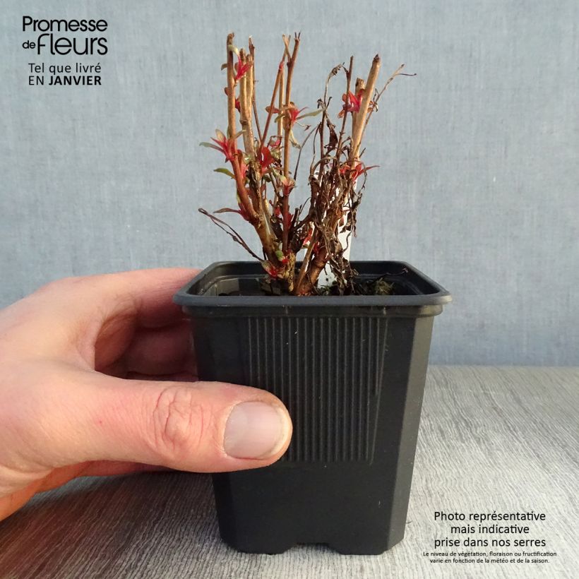 Example of Gaura lindheimeri rose Siskiyou pink Kweekpotje van 8/9 cm as you get in hiver