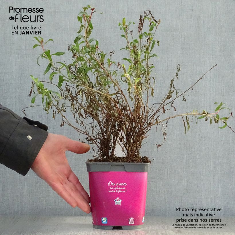 Example of Gaura lindheimeri rose Siskiyou pink Pot van 2 l/3 l as you get in hiver