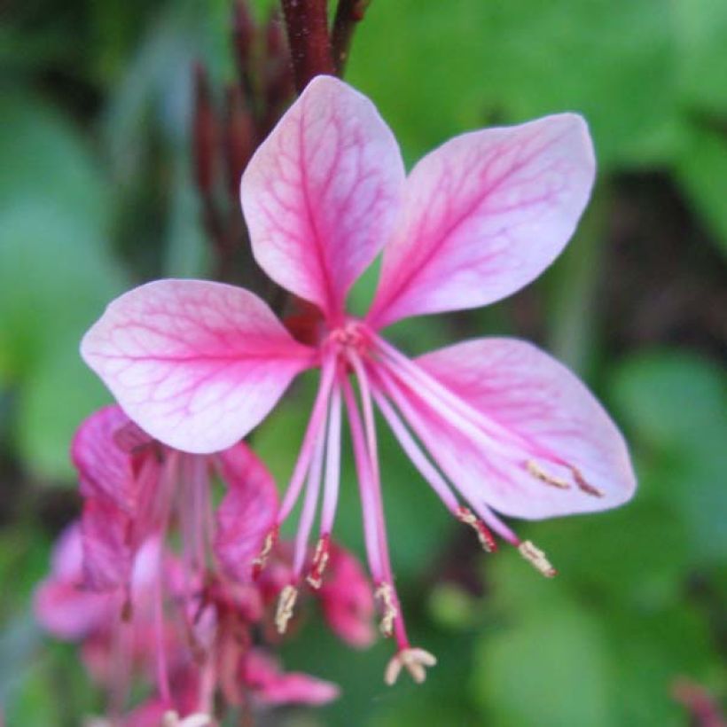Gaura lindheimeri Siskiyou Pink - Prachtkaars (Flowering)