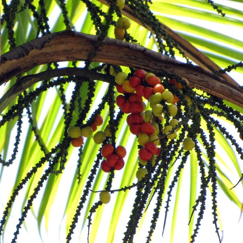 Gaussia maya - Palmiermaya (Harvest)