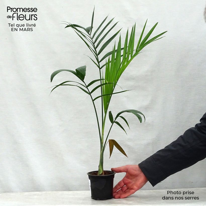 Example of Gaussia maya - Palmier Maya Pot van 12 cm / 13 cm as you get in printemps