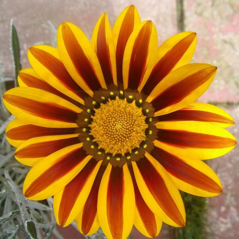 Gazania Big Kiss Yellow Flame - Middaggoud (Flowering)