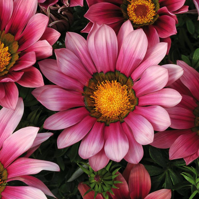 Gazania New Day Pink Shades - Middaggoud (Flowering)