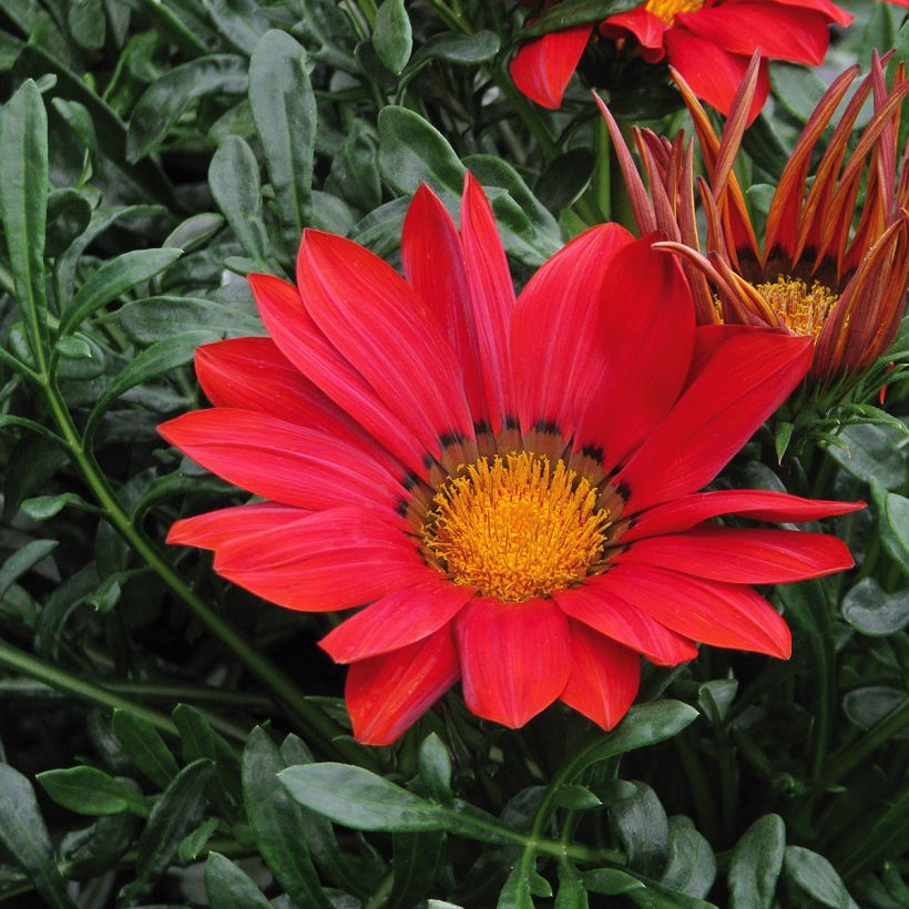 Gazania New Day Red Shades - Middaggoud (Flowering)