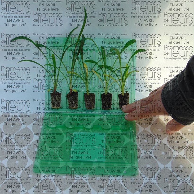 Voorbeeld van een exemplaar van Gazania Big Kiss White Flame - Middaggoud Kluitplant: kluit 3,8 cm x 3,2 cm in een tray voor 16 planten zoals geleverd