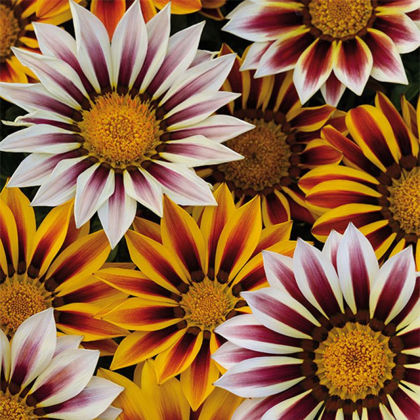 Gazania Big Kiss White Flame - Middaggoud (Bloei)