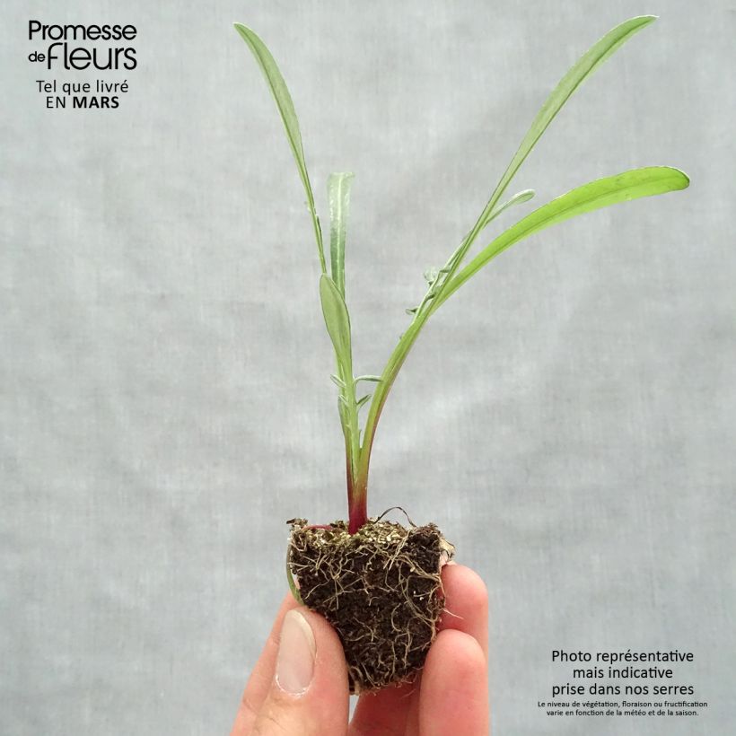 Example of Gazania Wonderwall mix  Kluitplant: kluit 3,8 cm x 3,2 cm in een tray voor 16 planten as you get in printemps