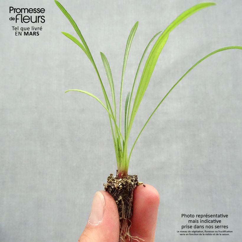 Example of Gazania Wonderwall mix  Minimotte: kluitje van 2,2 cm x 2 cm in kweekplaat per 35 stuks as you get in printemps