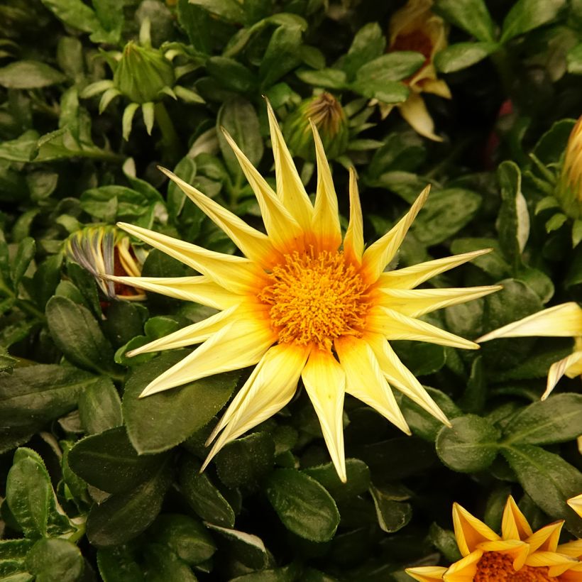 Gazania Zany F1 Sunny-Side Up (zaad) - Middaggoud (Bloei)