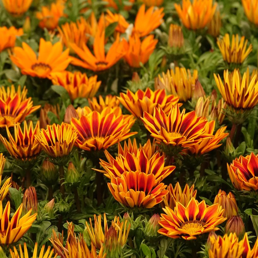 Gazania Zany F1 Orange Flame (zaad) - Middaggoud (Groeiplaats)
