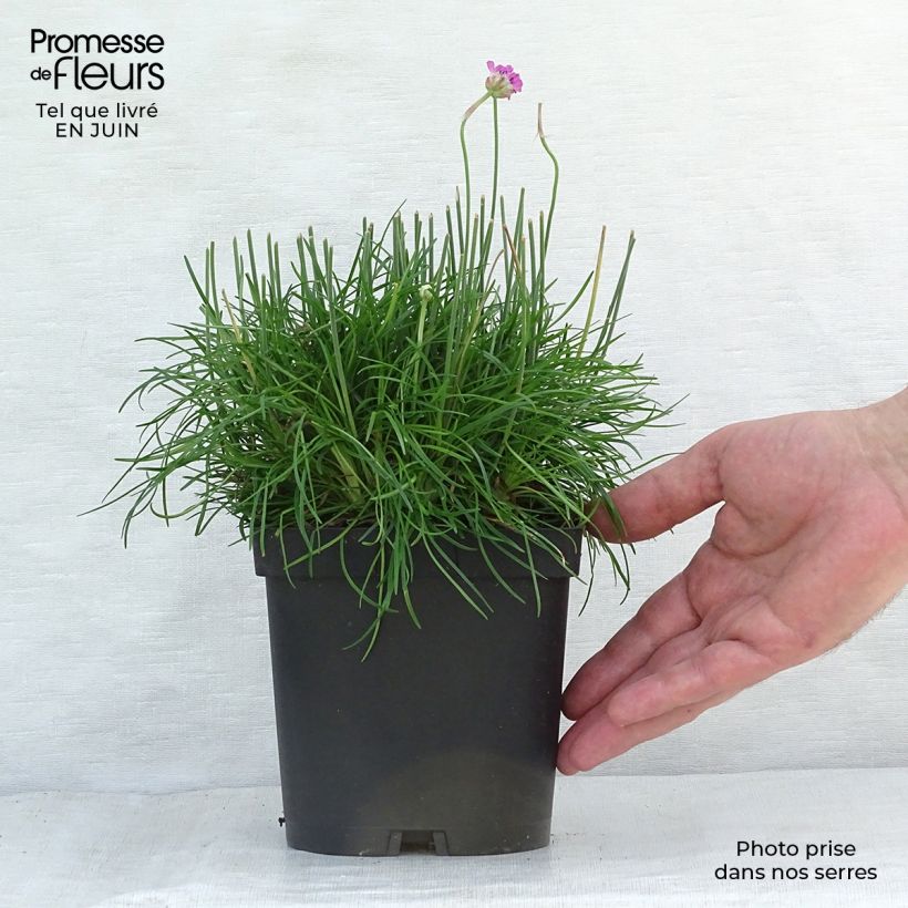 Exemplaar van Armeria maritima Düsseldorfer Stolz - Engels gras Pot van 2 l/3 l zoals geleverd in de zomer
