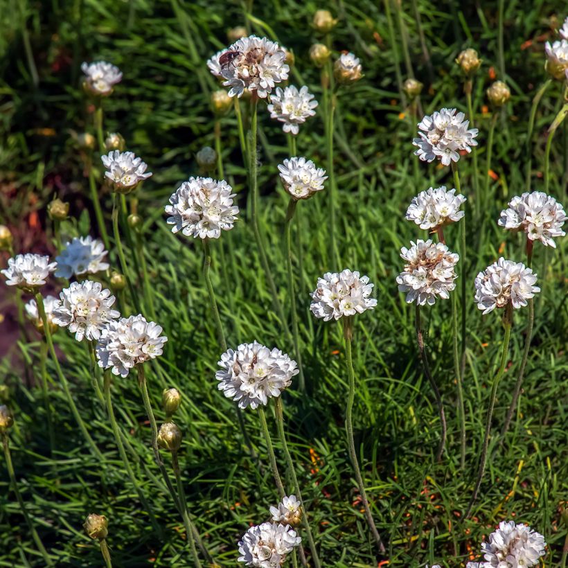 Armeria maritima Alba - Engels gras (Bloei)
