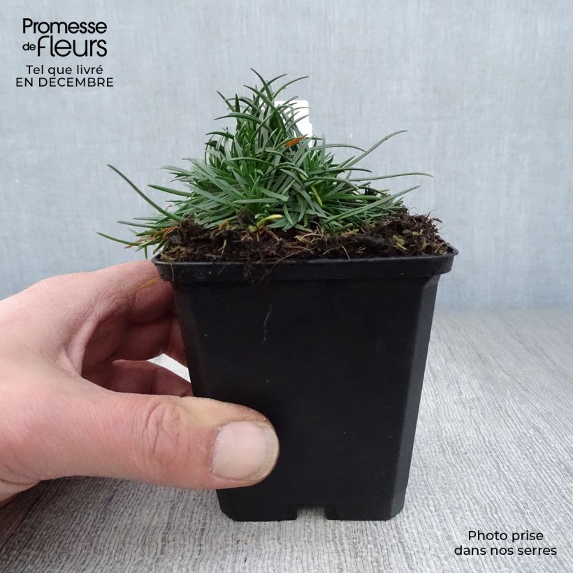 Example of Armeria maritima Rosea - Engels gras Kweekpotje van 8/9 cm as you get in hiver