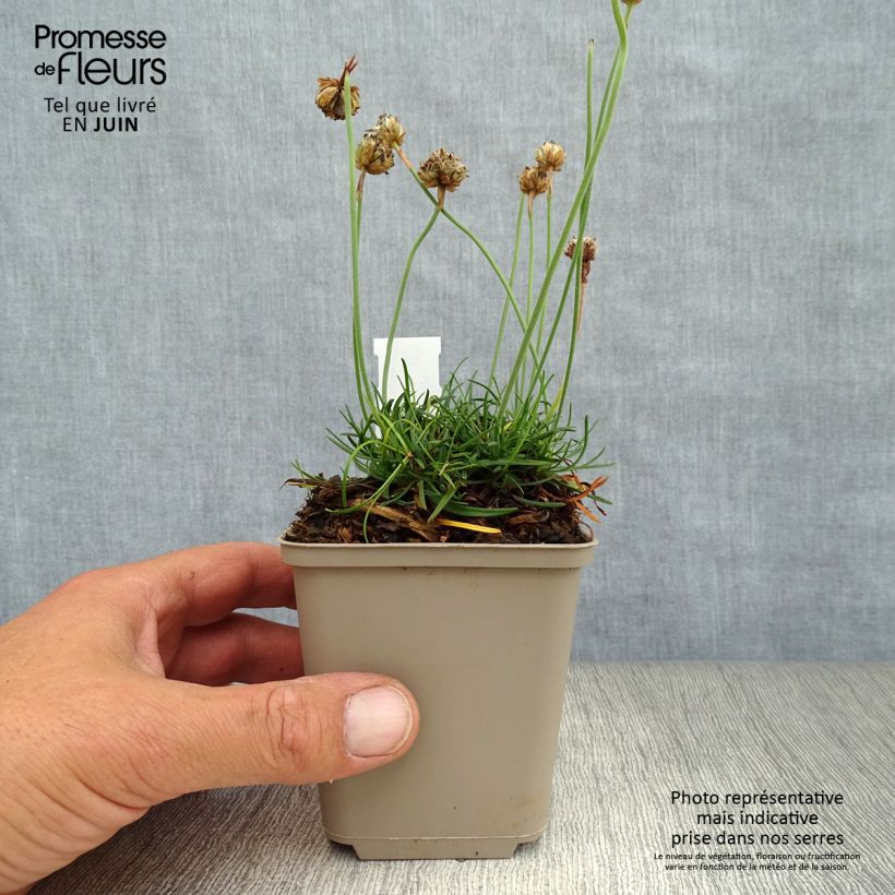Exemplaar van Armeria maritima Düsseldorfer Stolz - Engels gras Kweekpotje van 8/9 cm zoals geleverd in de zomer