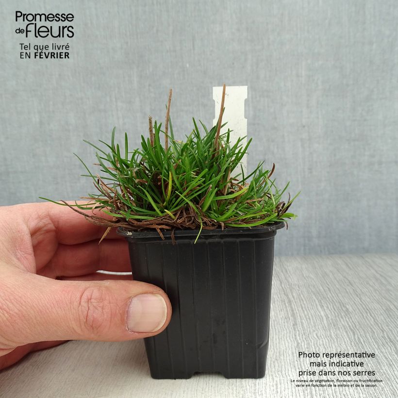 Example of Armeria maritima Düsseldorfer Stolz - Engels gras Kweekpotje van 8/9 cm as you get in hiver